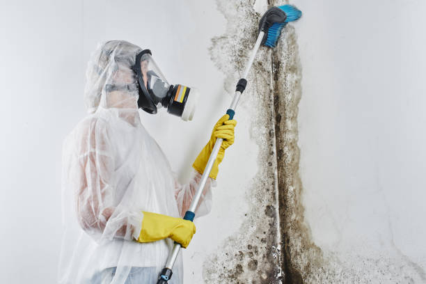 Best Mold Remediation Services  in Ramblewood, NJ