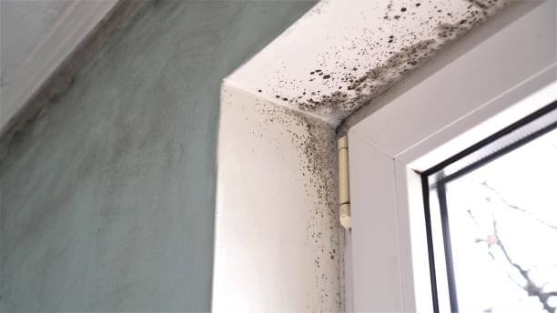 Best Emergency Mold Removal  in Ramblewood, NJ