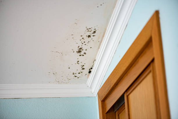 Best Mold Remediation  in Ramblewood, NJ