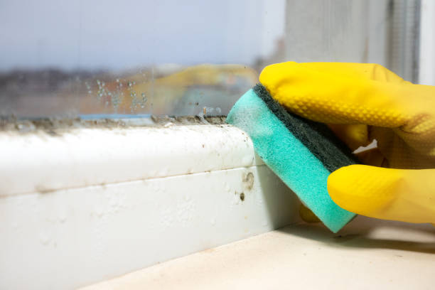 Mold Removal and Inspection in Ramblewood, NJ