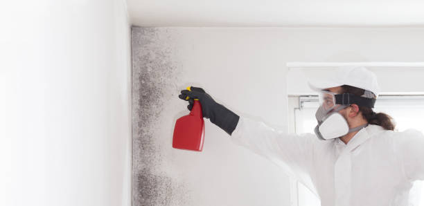 Best Mold Removal Company Near Me  in Ramblewood, NJ