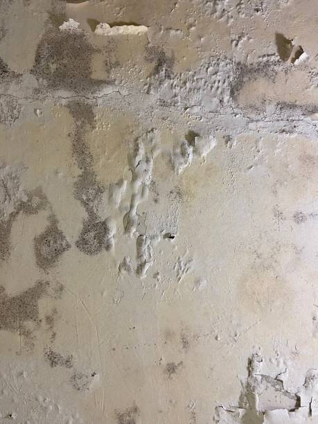 Best Mold Removal Near Me  in Ramblewood, NJ