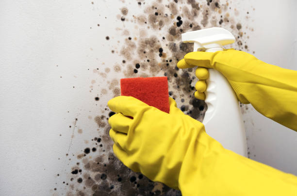 Best Black Mold Removal  in Ramblewood, NJ