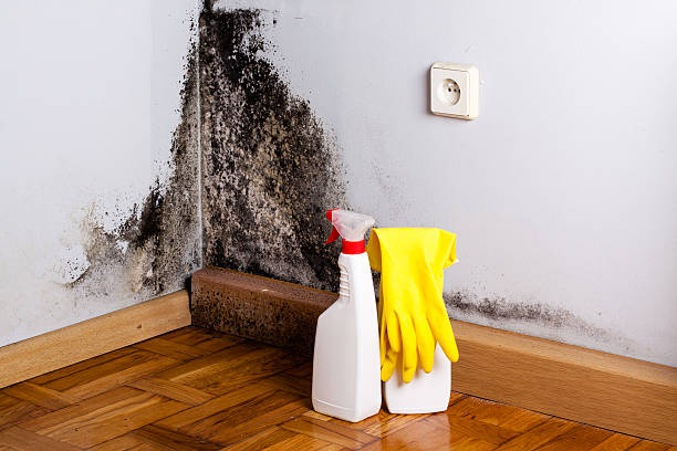 Best Professional Mold Removal  in Ramblewood, NJ