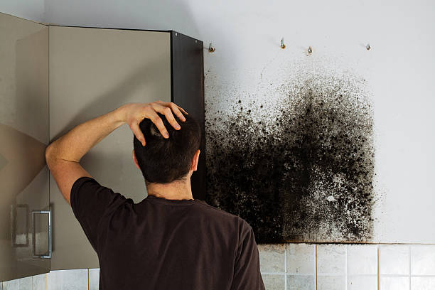 Best Certified Mold Removal  in Ramblewood, NJ