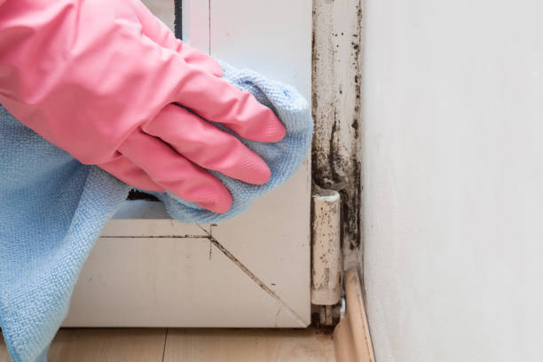 Best Mold Damage Repair  in Ramblewood, NJ