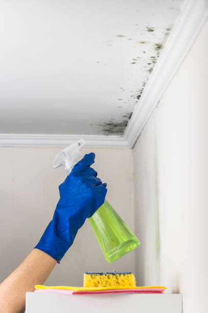 Best Mold Cleaning Services  in Ramblewood, NJ