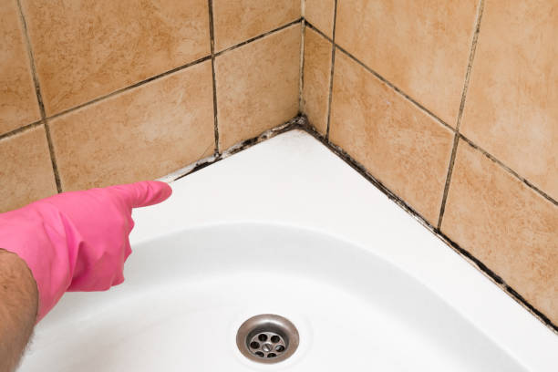 Certified Mold Removal in Ramblewood, NJ